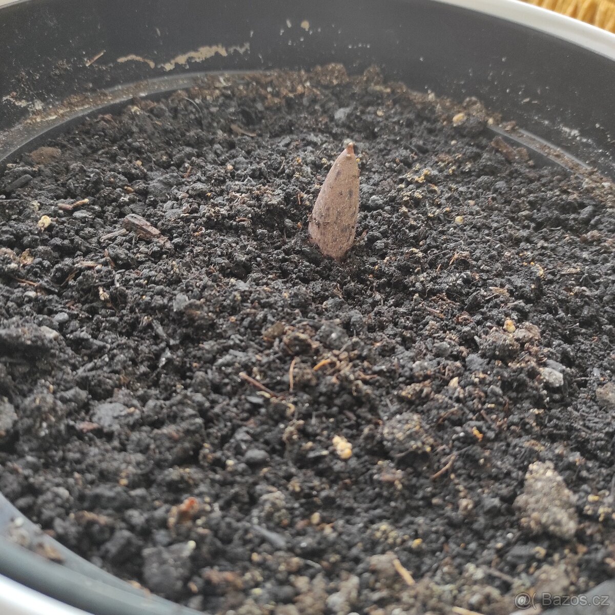 Zmijovec - velká hlíza - 3