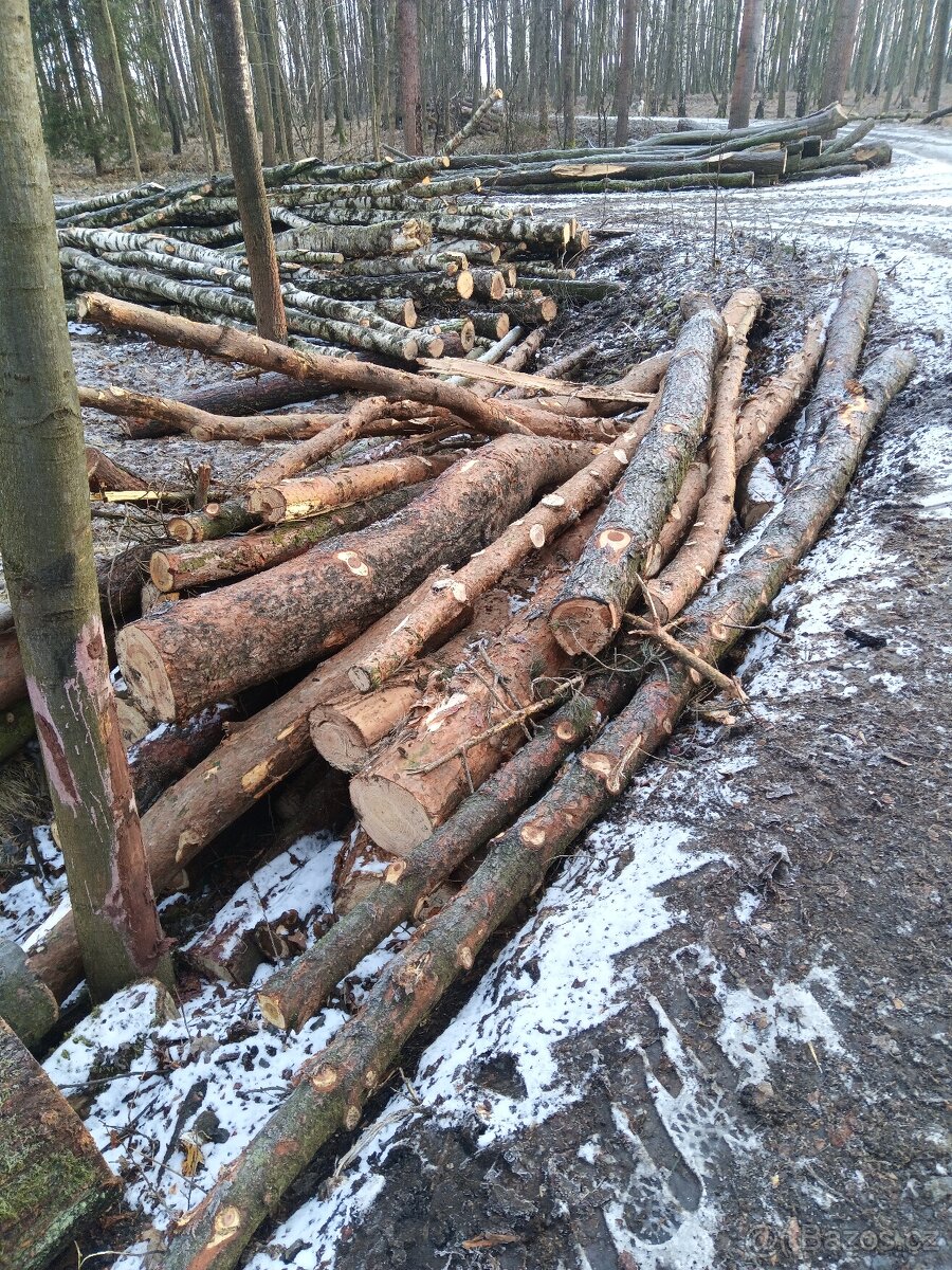 Palivové dříví v celých délkách - 3