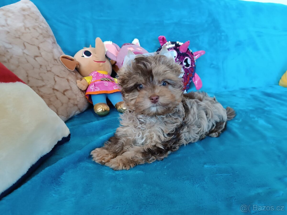 Jorkšírský teriér - 3