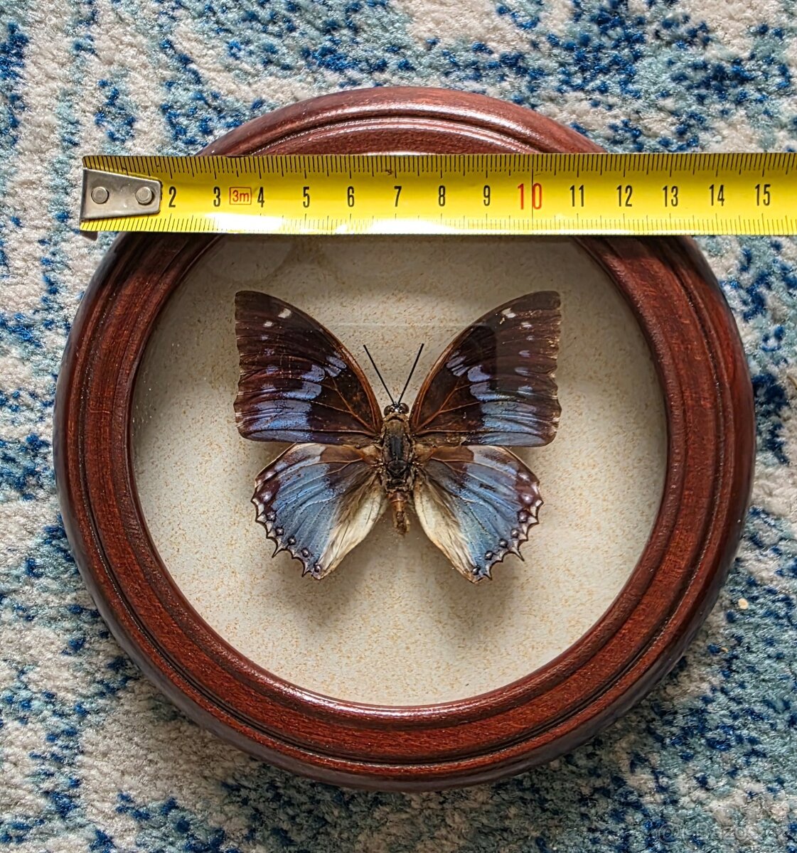 Sbírka motýlů - 3