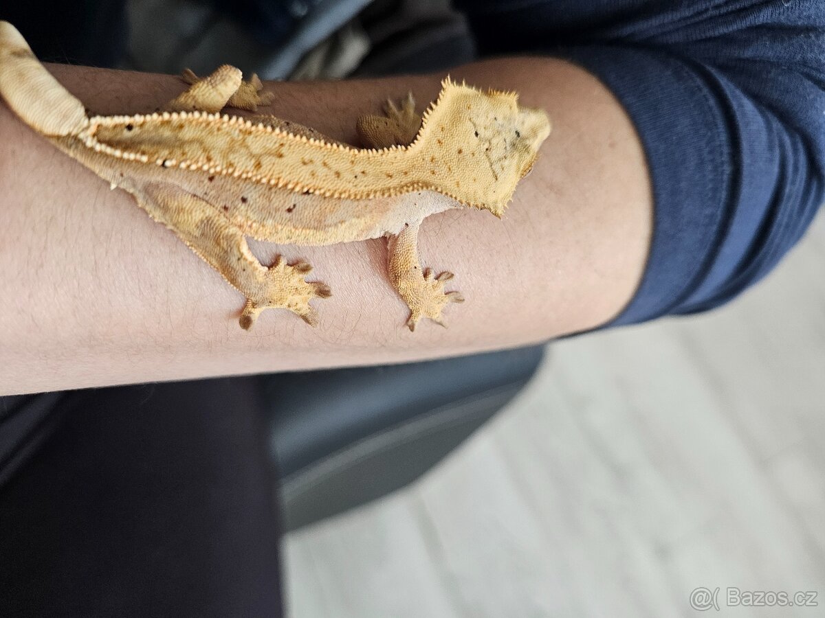 Pagekon řasnatý- samec - 3