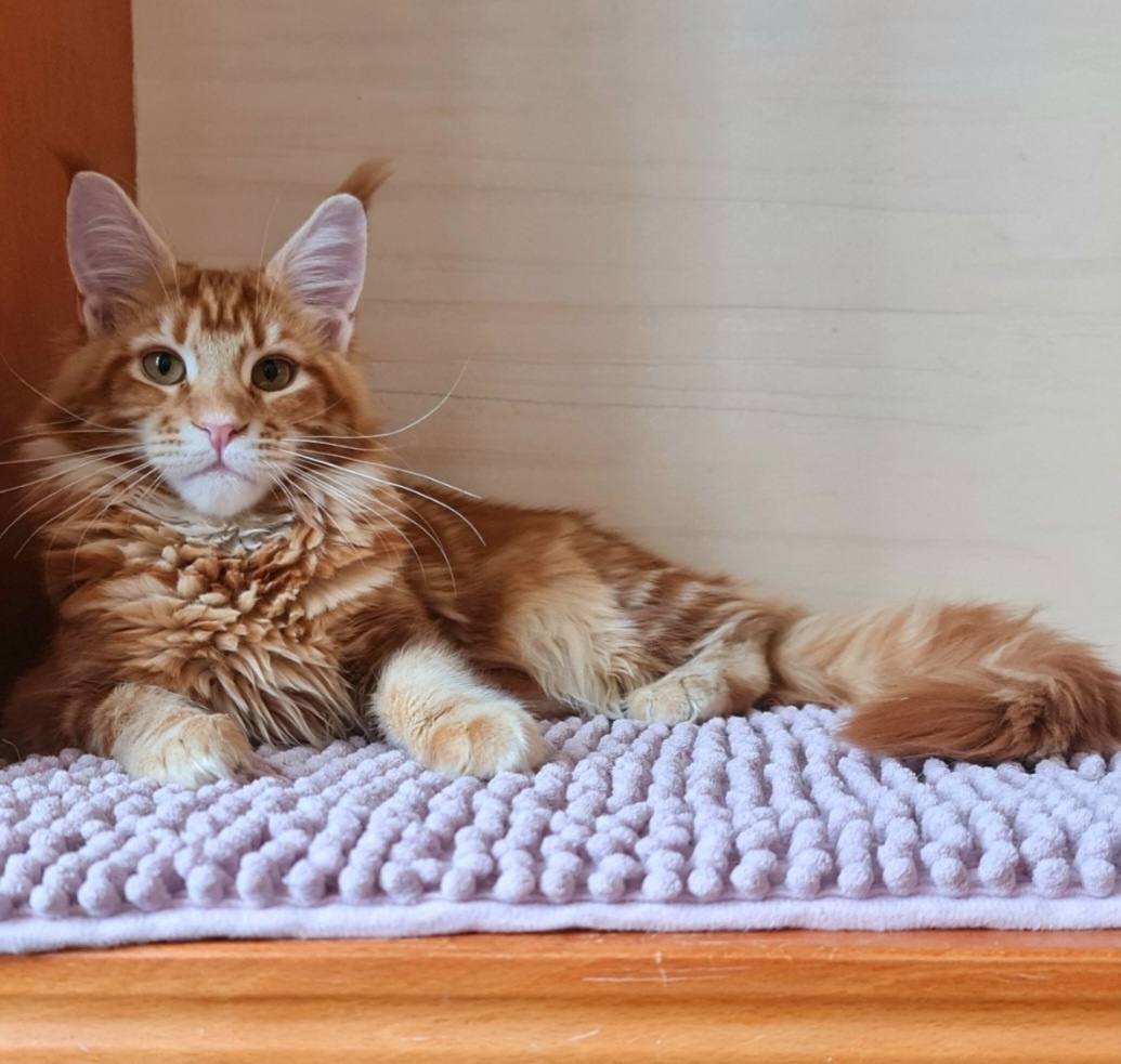 Gábinka - Mainská mývalí kočka s PP - 3