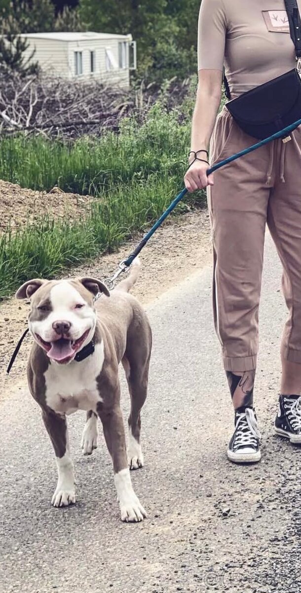 American bully standard - 3