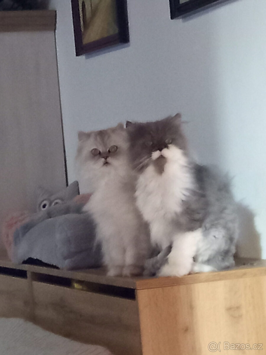 Perská koťátka - 3