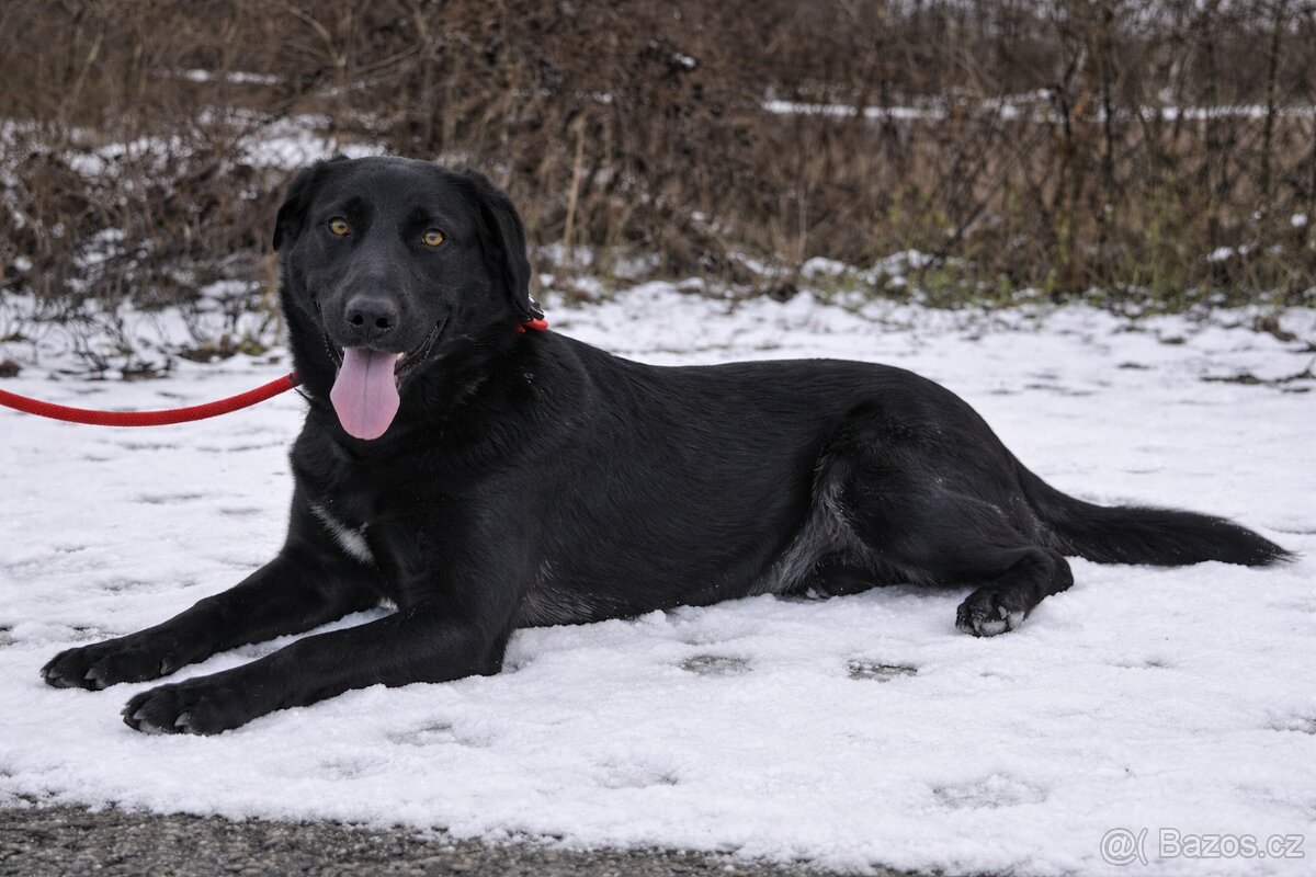 Korina hledá domov - 3