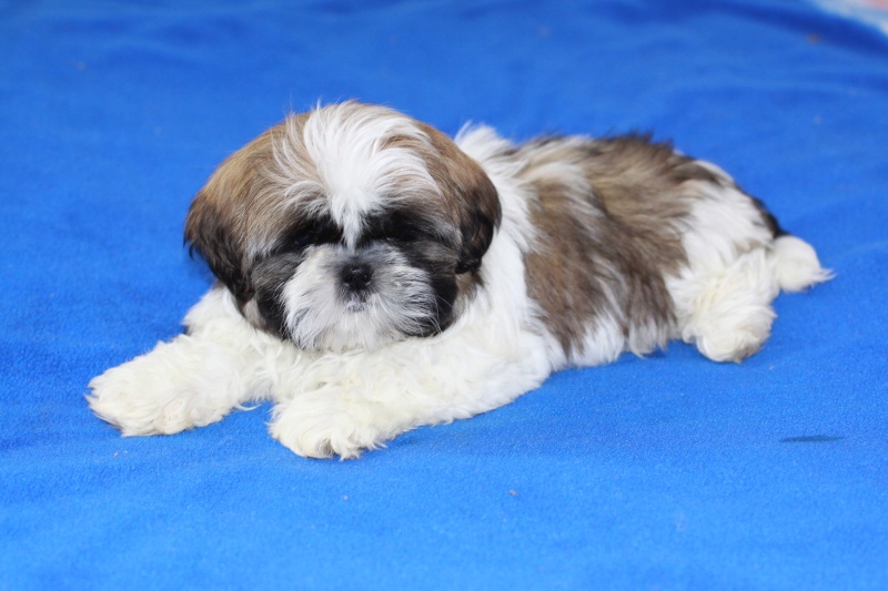 Shih-tzu, Shih tzu, si cu bez pp - 3