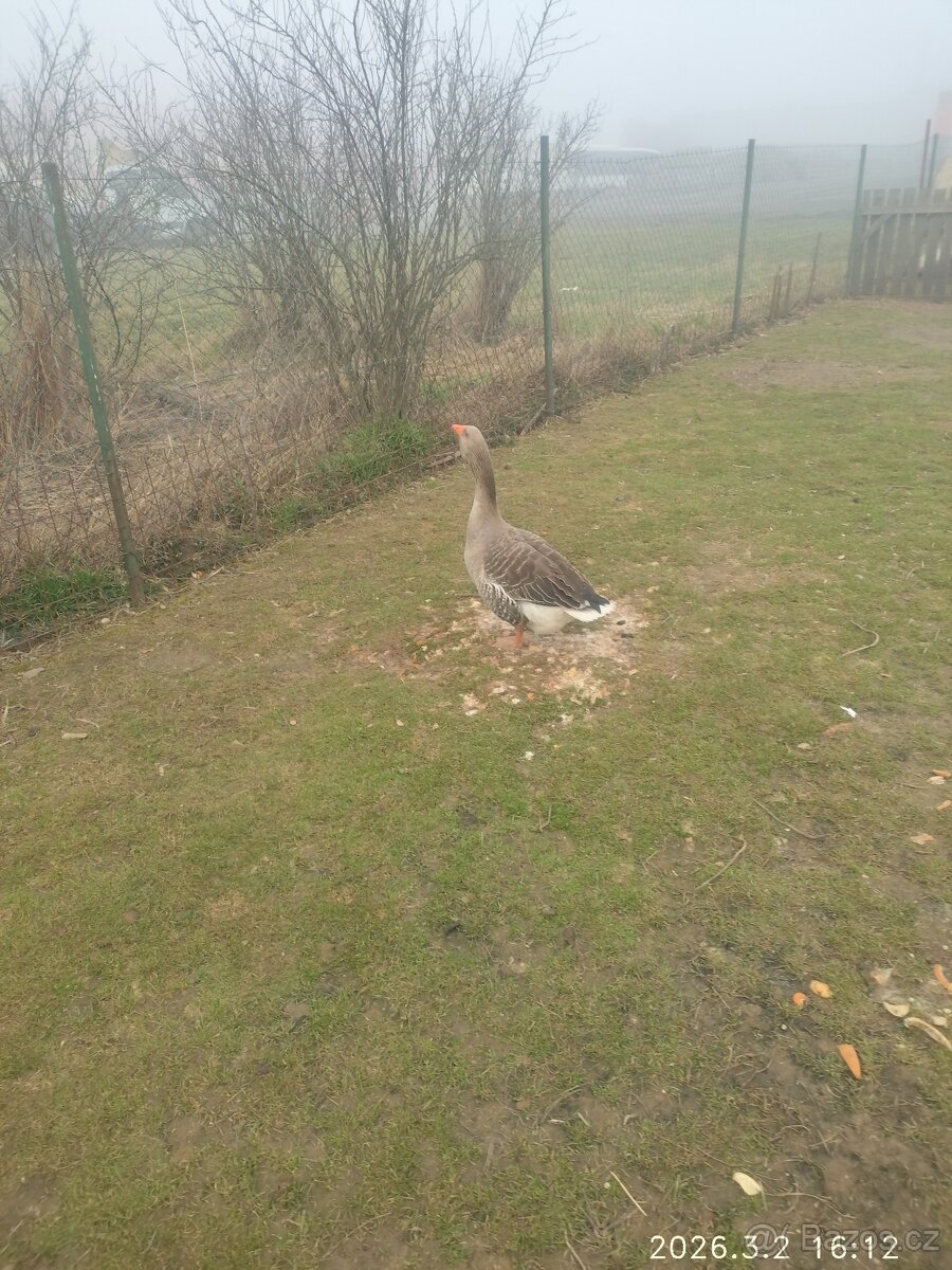 Násadové vejce husy - 3