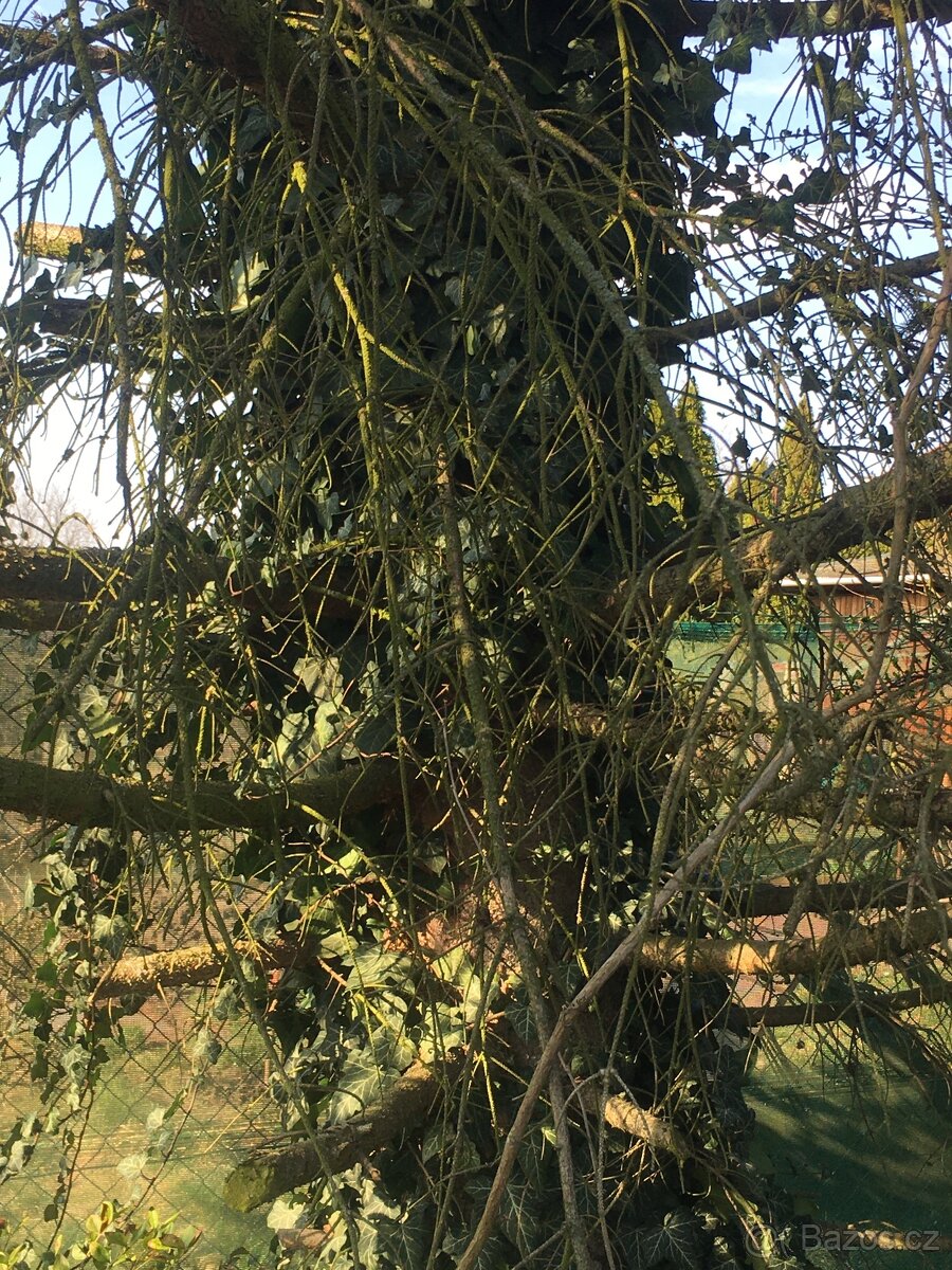 Pokácení ,odvoz smrku - 3