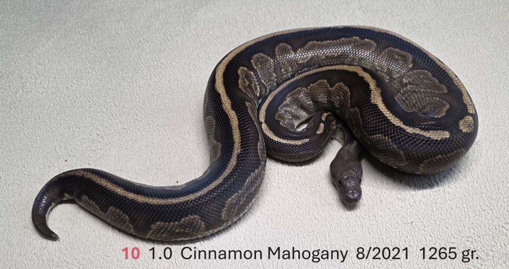 Krajta královská (Python regius) - 3