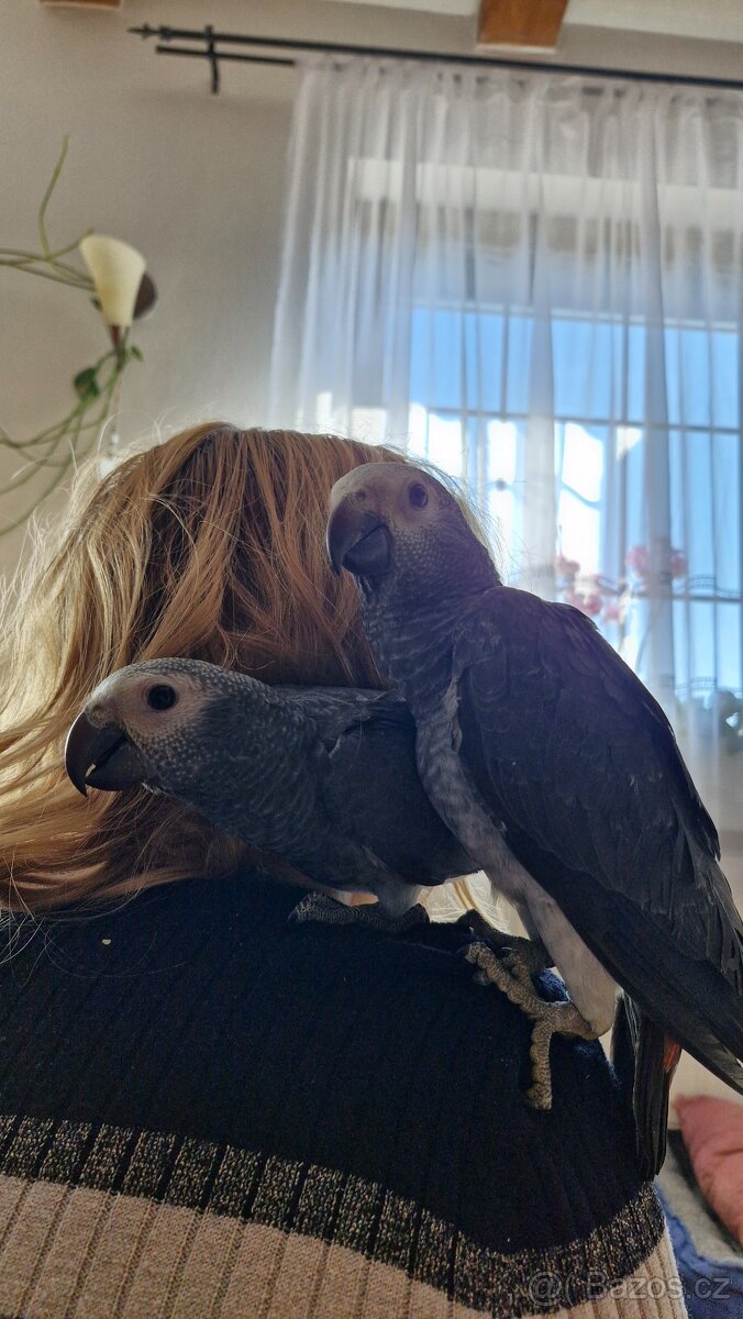 Žako liberijský - 3