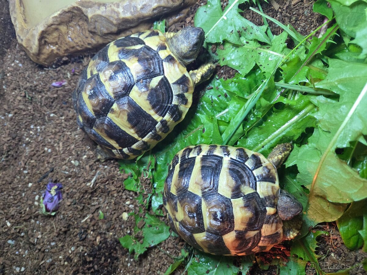 Želva zelenavá (Testudo hermanni) - 3