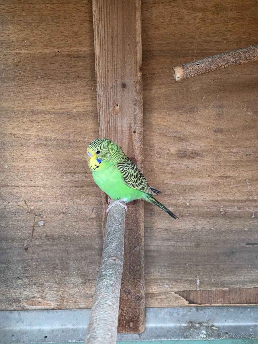 Andulka vlnkovaná - 3