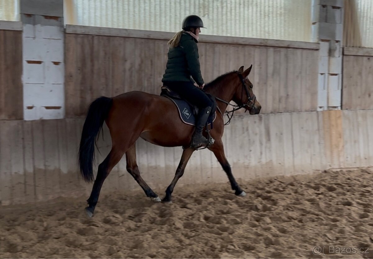 hodná pony kobylka - 3