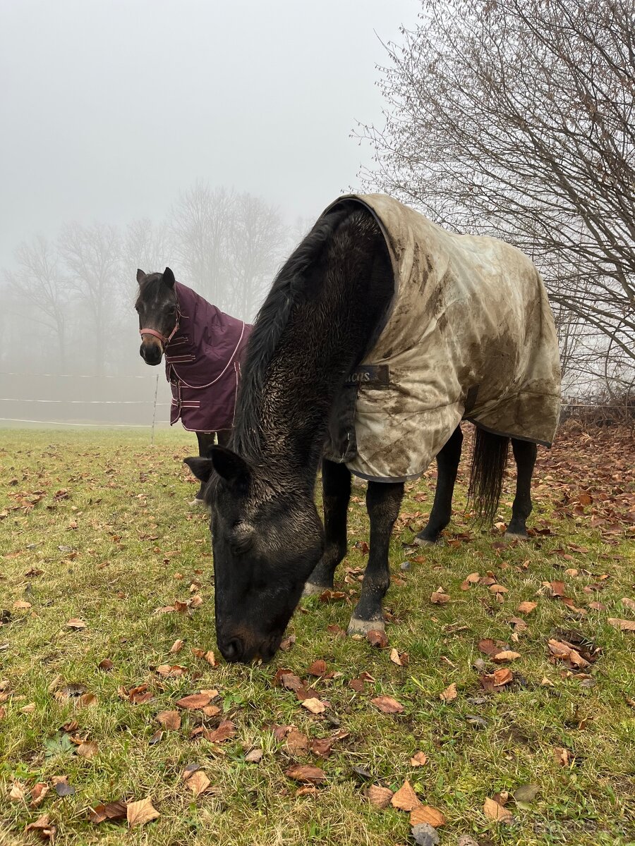 Valach společník - 3