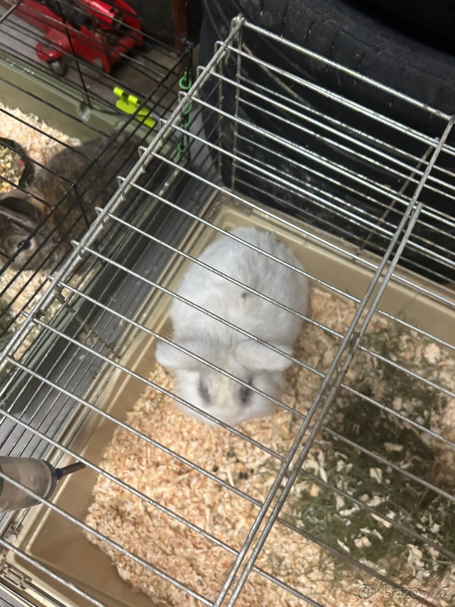 Zakrslý králík - 3