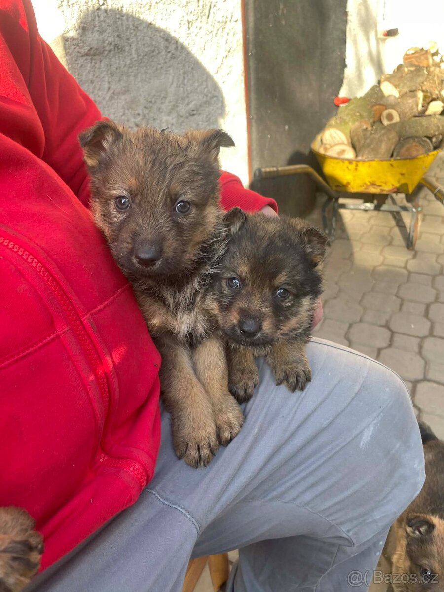 Štěně německého ovčáka - 3