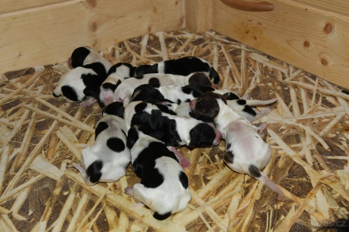 Štěňata Holandský ovčácký pudl s PP - 3