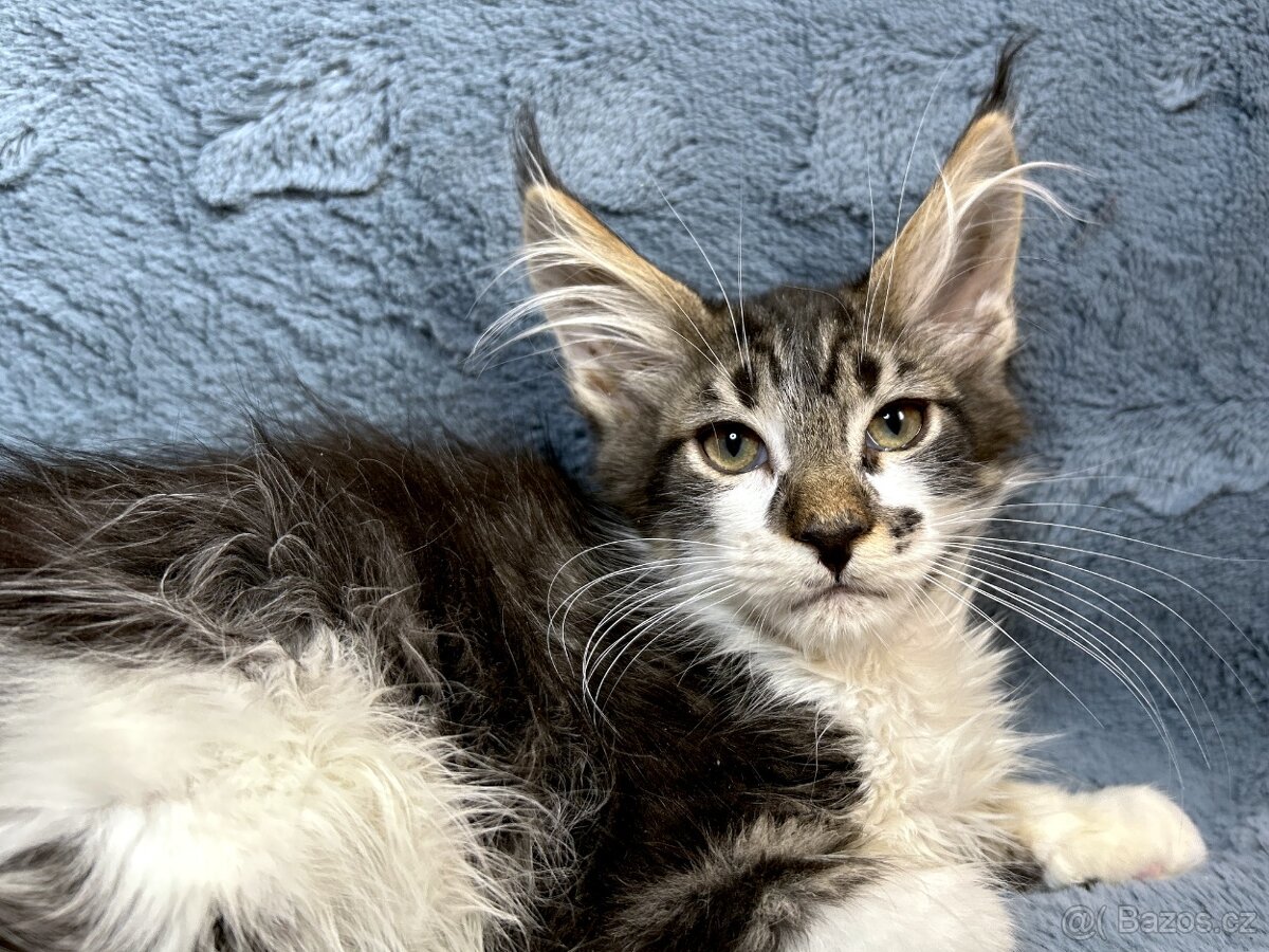 Kocourek s PP - Mainská mývalí - 3