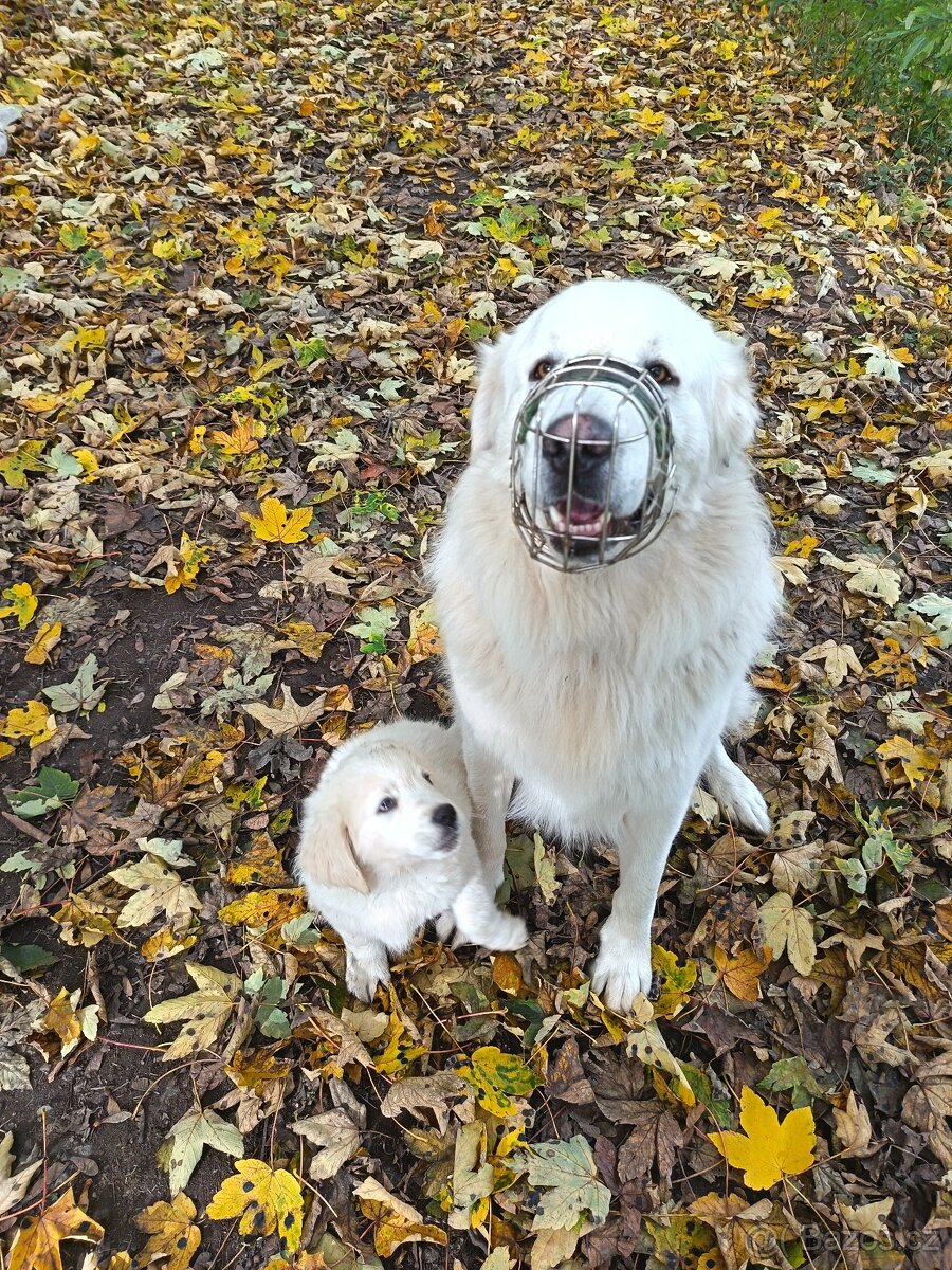 Prodám štěně čuvače - 3