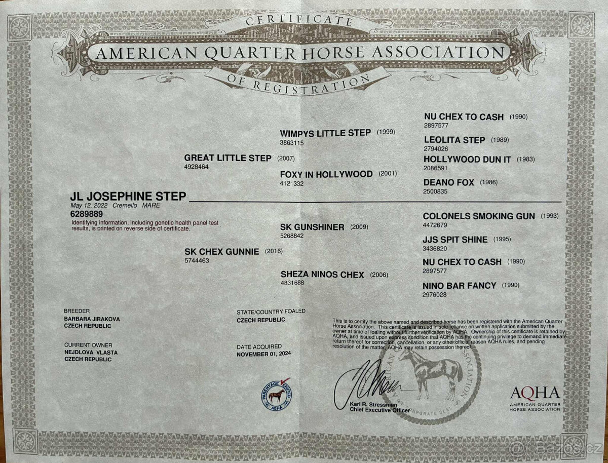 Prodám QH klisnu - 3