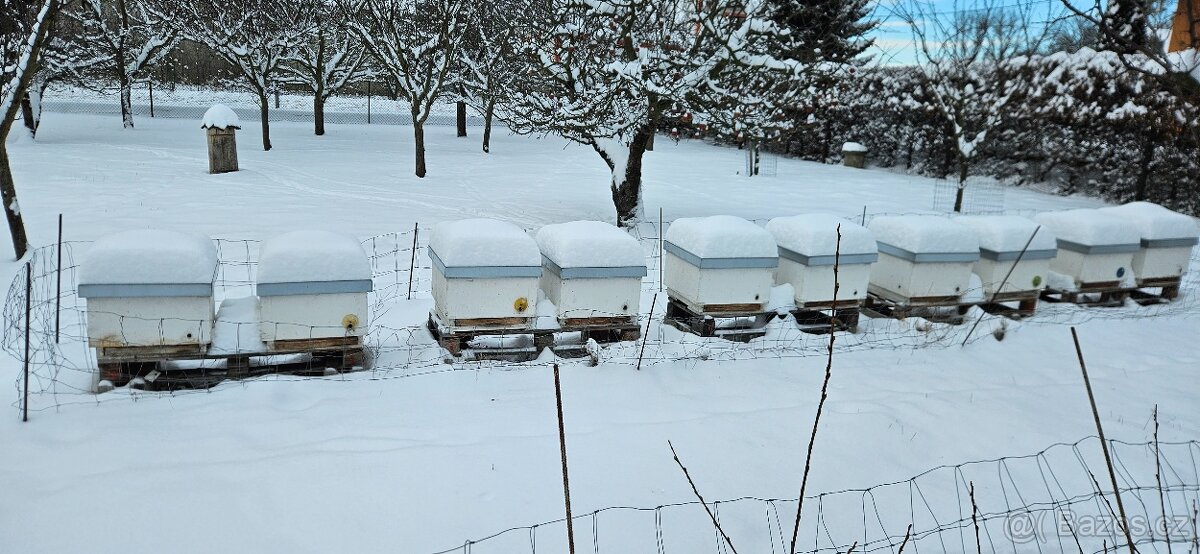 prodám přezimované včelí oddělky včely včelstva 2026 - 3