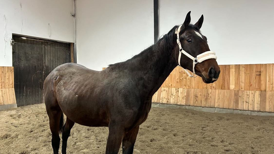 4letý valach po Romeo van het Rozenveld, nar. 4/2022 - 3