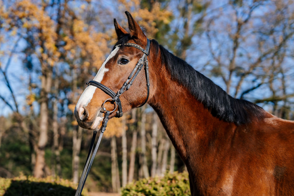 Na prodej 5 letá hanoverská klisna - 3