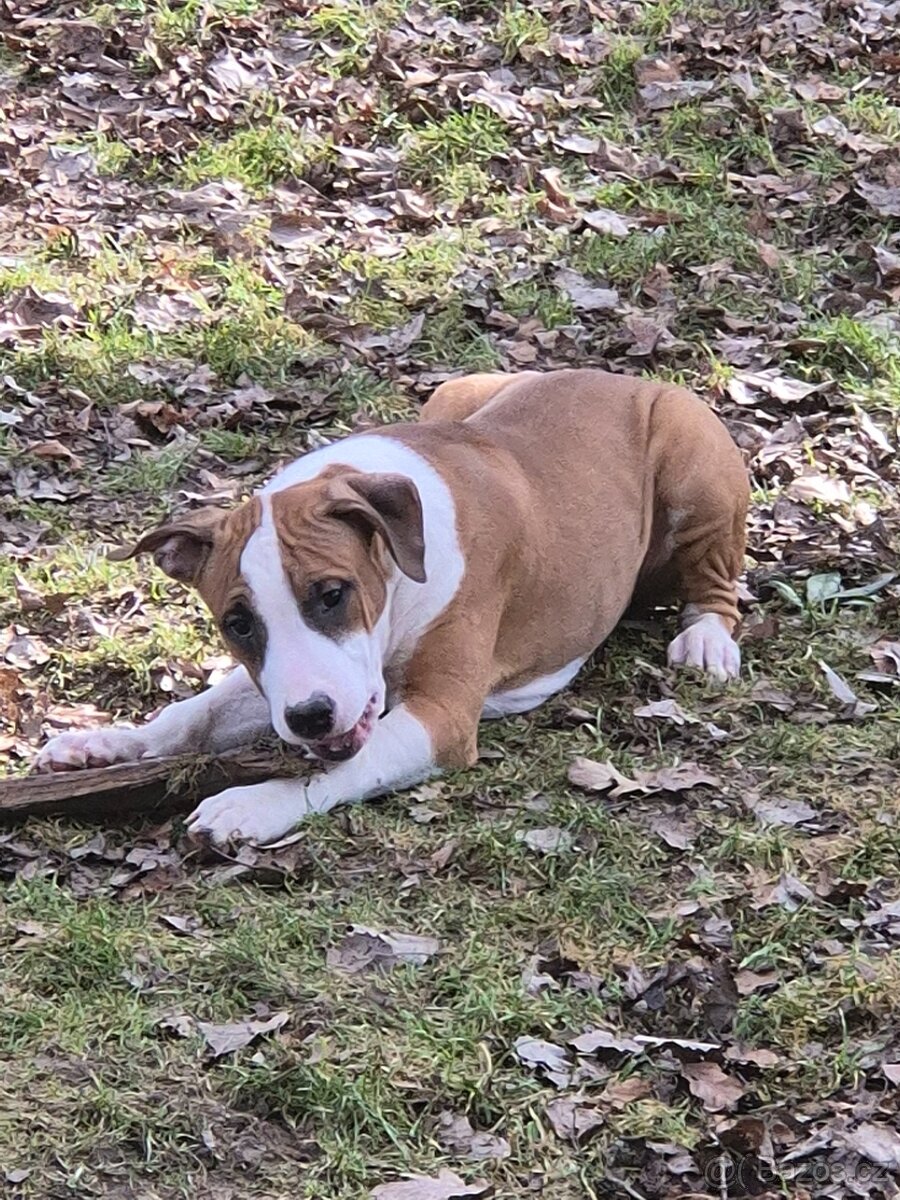 Americký stafordšírský teriér s PP - 3