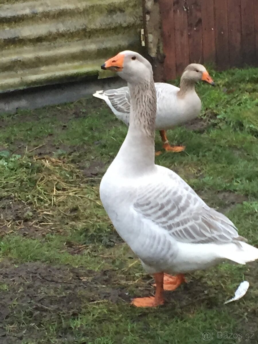 Husa Tuluská, Pomořanska, Štanjbašská - 3