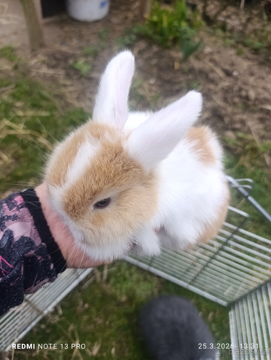 Králíček kříženec minilop - 3