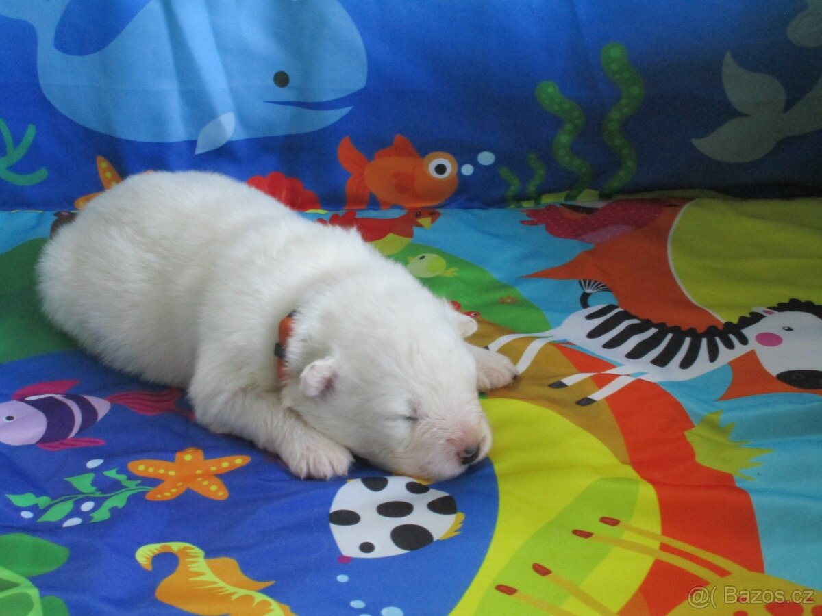 Samojed - štěňata s PP - 3