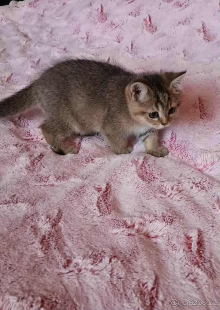 britska koťatka gold ,kočička - 3