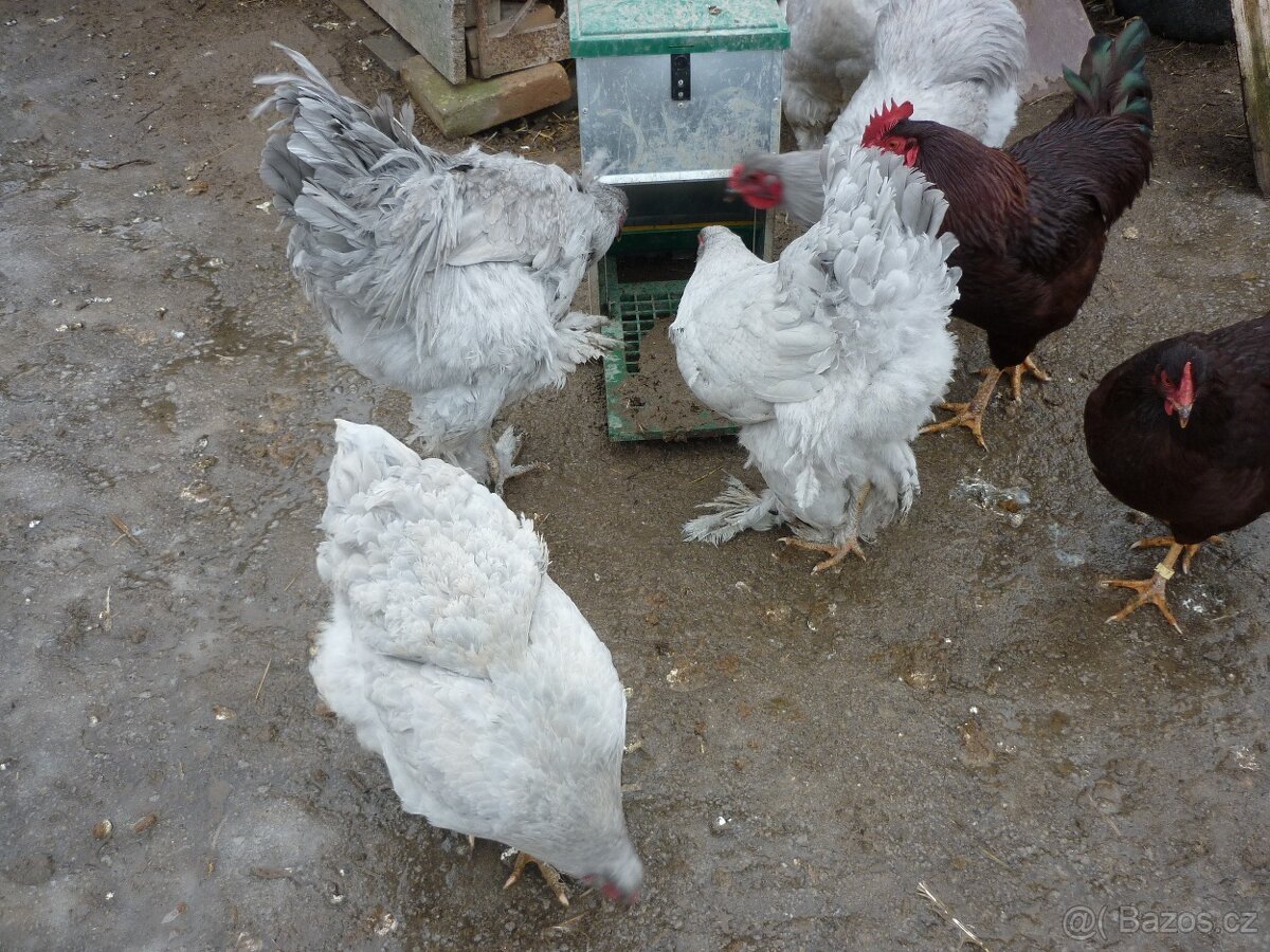 Brahmanka velká Lavender - 3