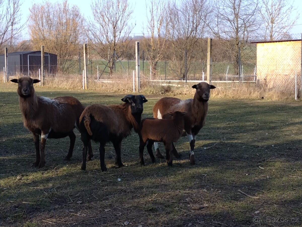 Kamerunská ovce - 3