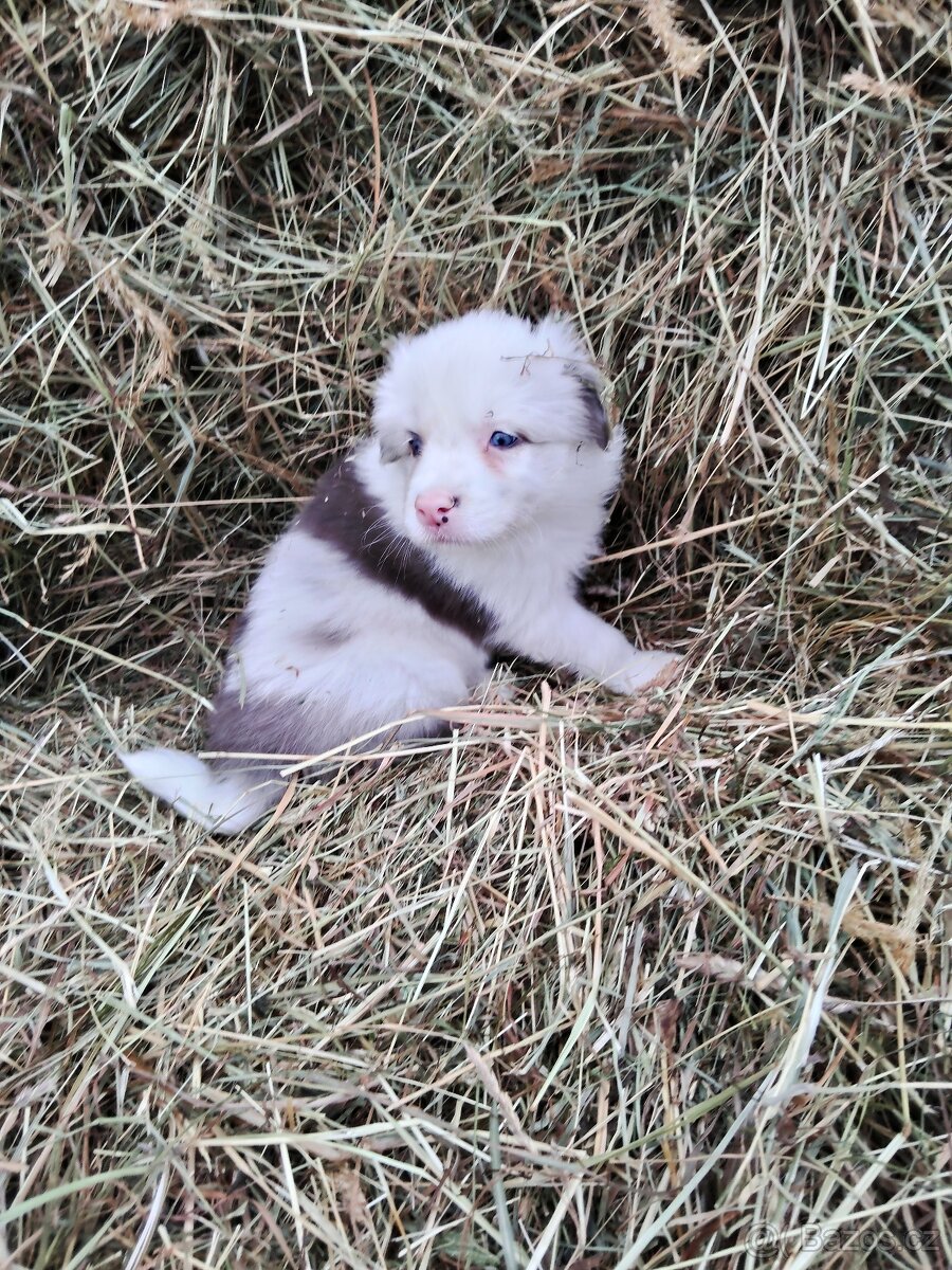 Štěňata border kolie - 3