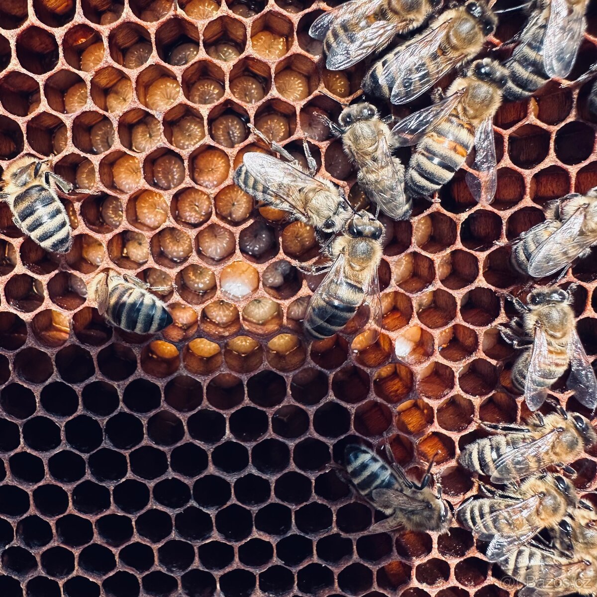 Včelí oddělky - 3