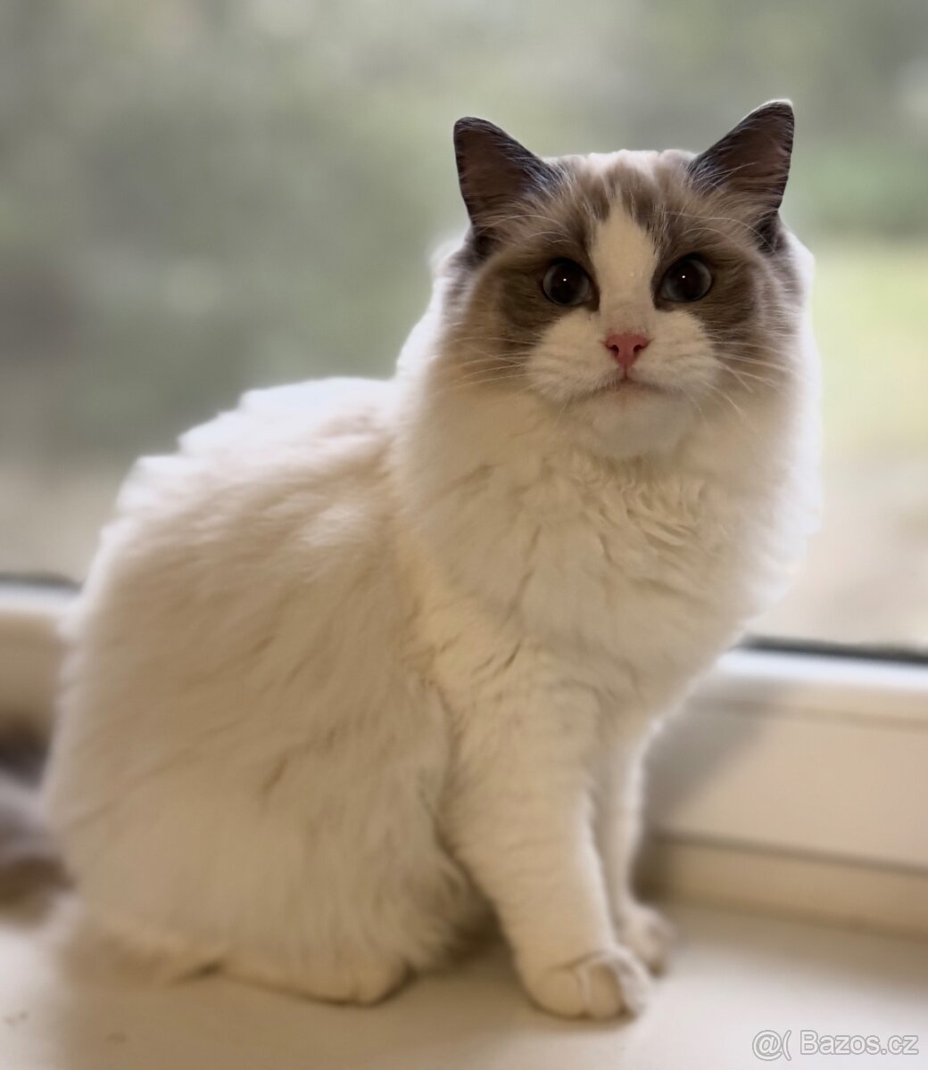 Ragdoll kastrovaná s průkazem původu po testovaných rodičích - 3