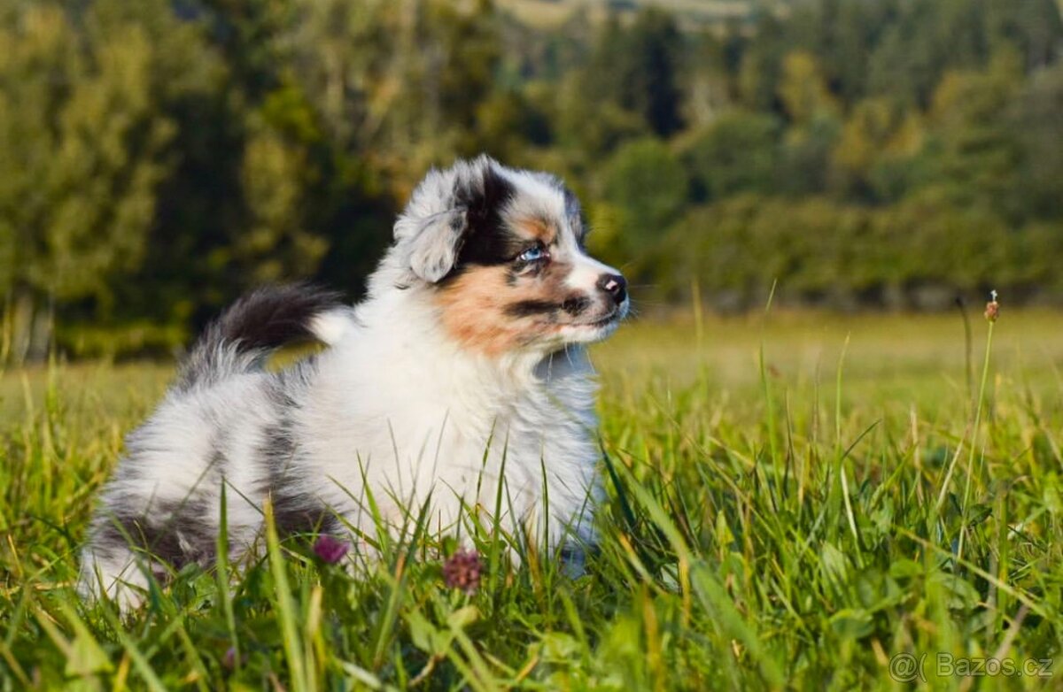 Krytí chovným psem Australský ovčák - 3