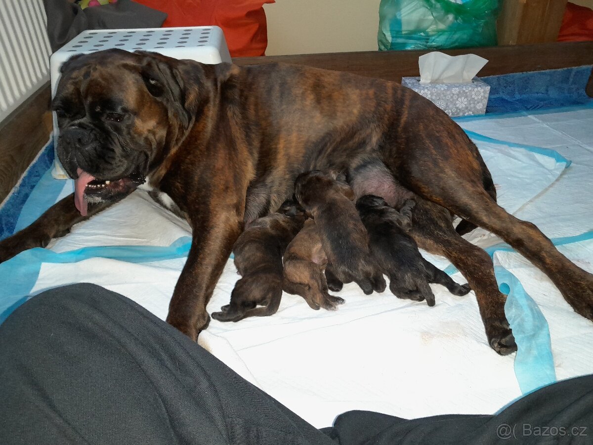 Německý boxer Žíhaný - 3