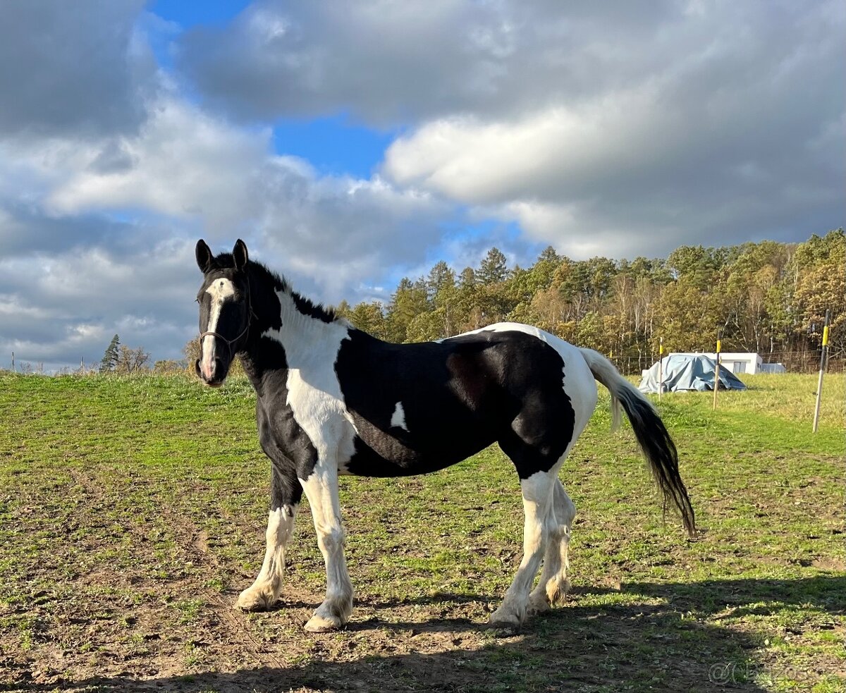 6 letá Barock Pinto - 3