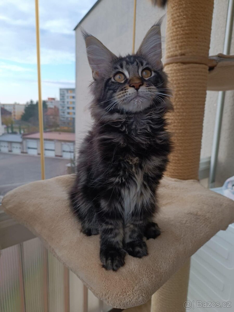 Mainská mývalí - koťata s PP - 3