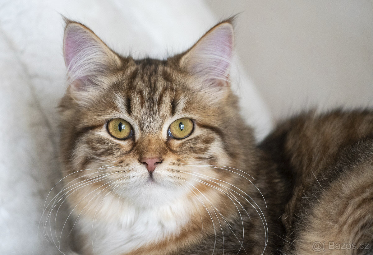 Sibiřská kočka - kočička s PP - 3