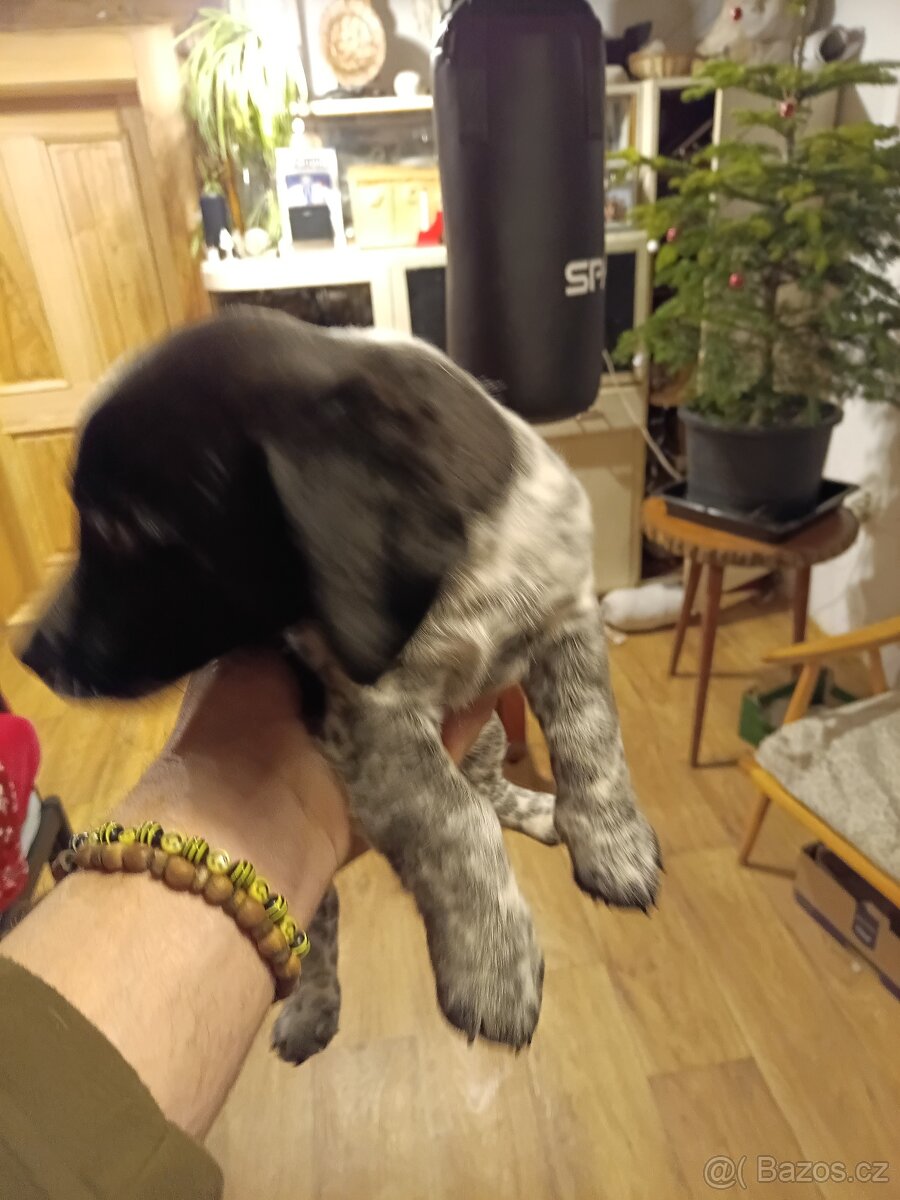 Štěně Jack Russell - 3