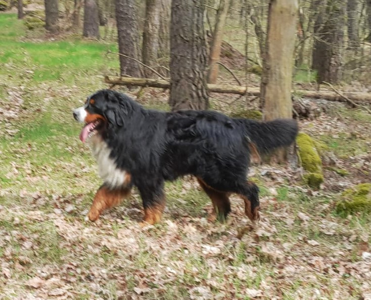 Bernský salašnický pes - 3