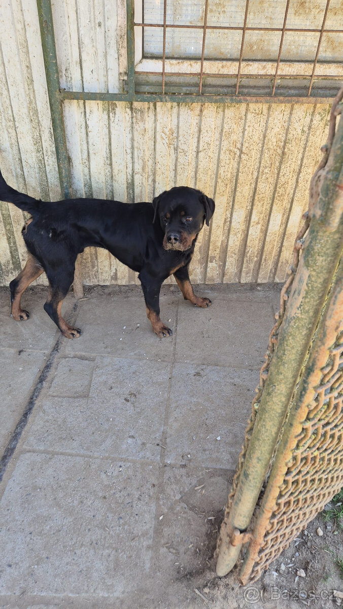 Rotvailer - hlídací pes, (3roky), DARUJI - 3