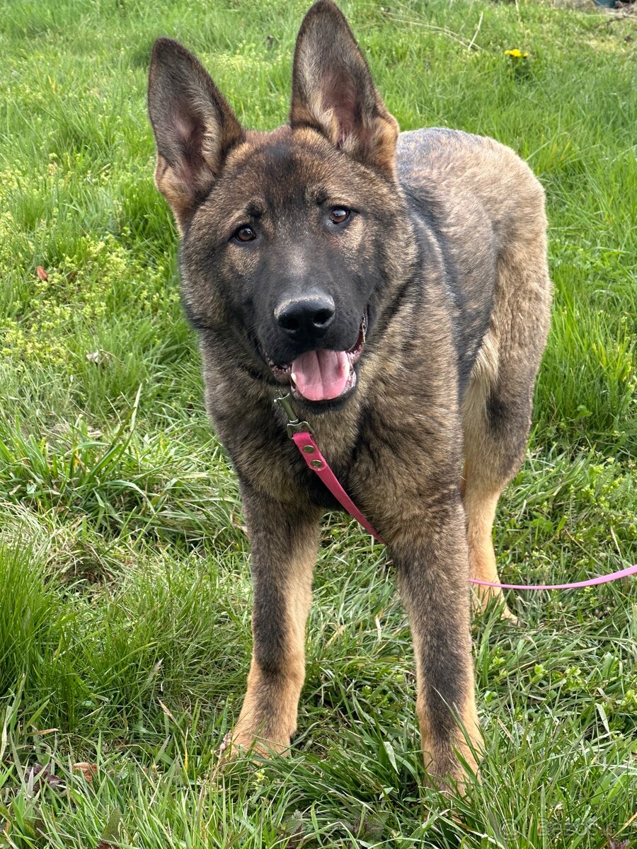 Německý ovčák s PP - 3