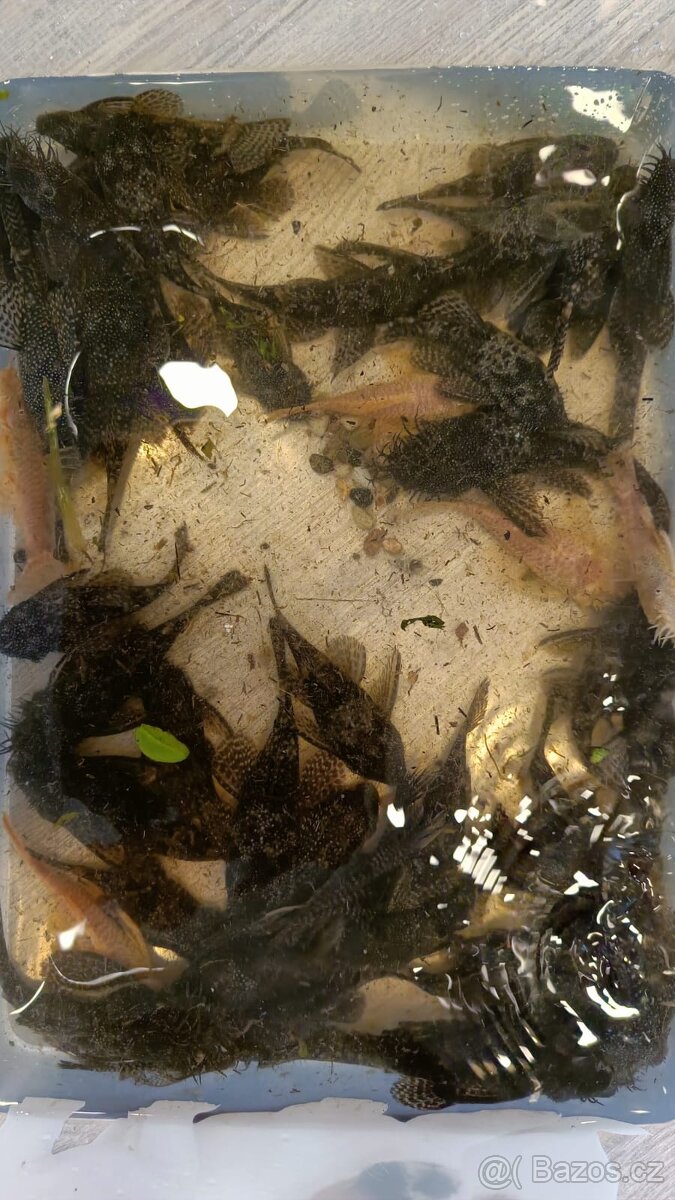 Ancistrus sp. - prodám - 3