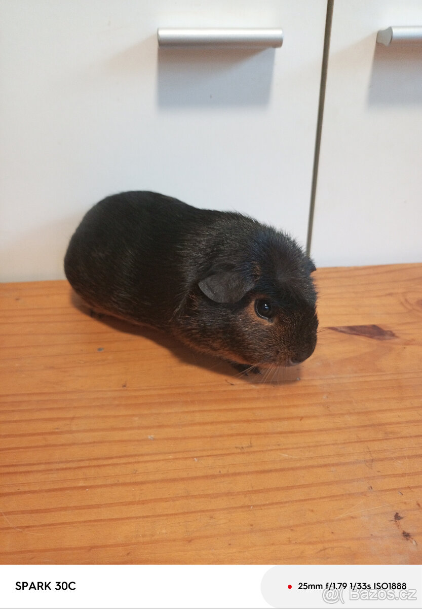 Prodám morče s PP - 3