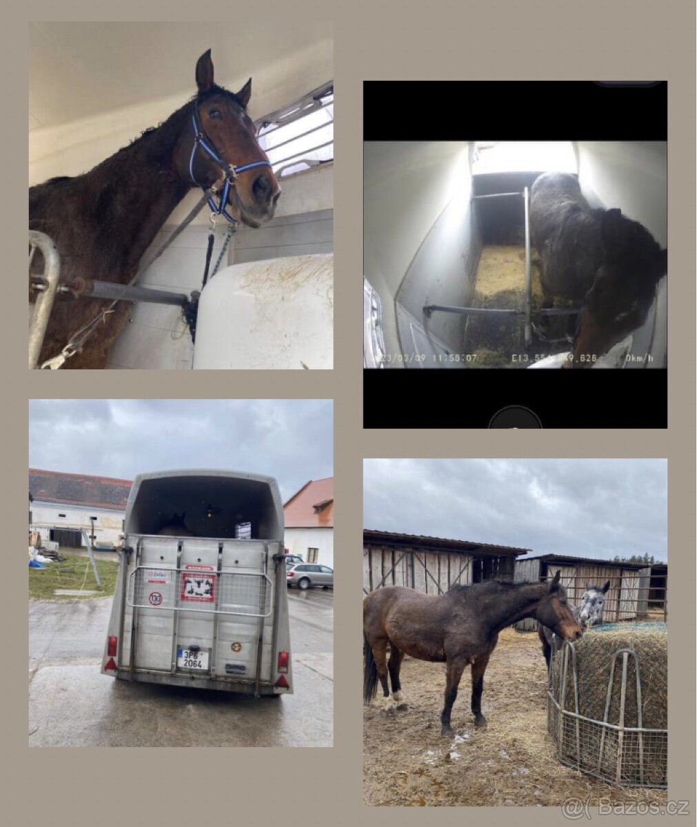 Certifikovaná přeprava zvířat - koně/hospodářská zvířata - 3