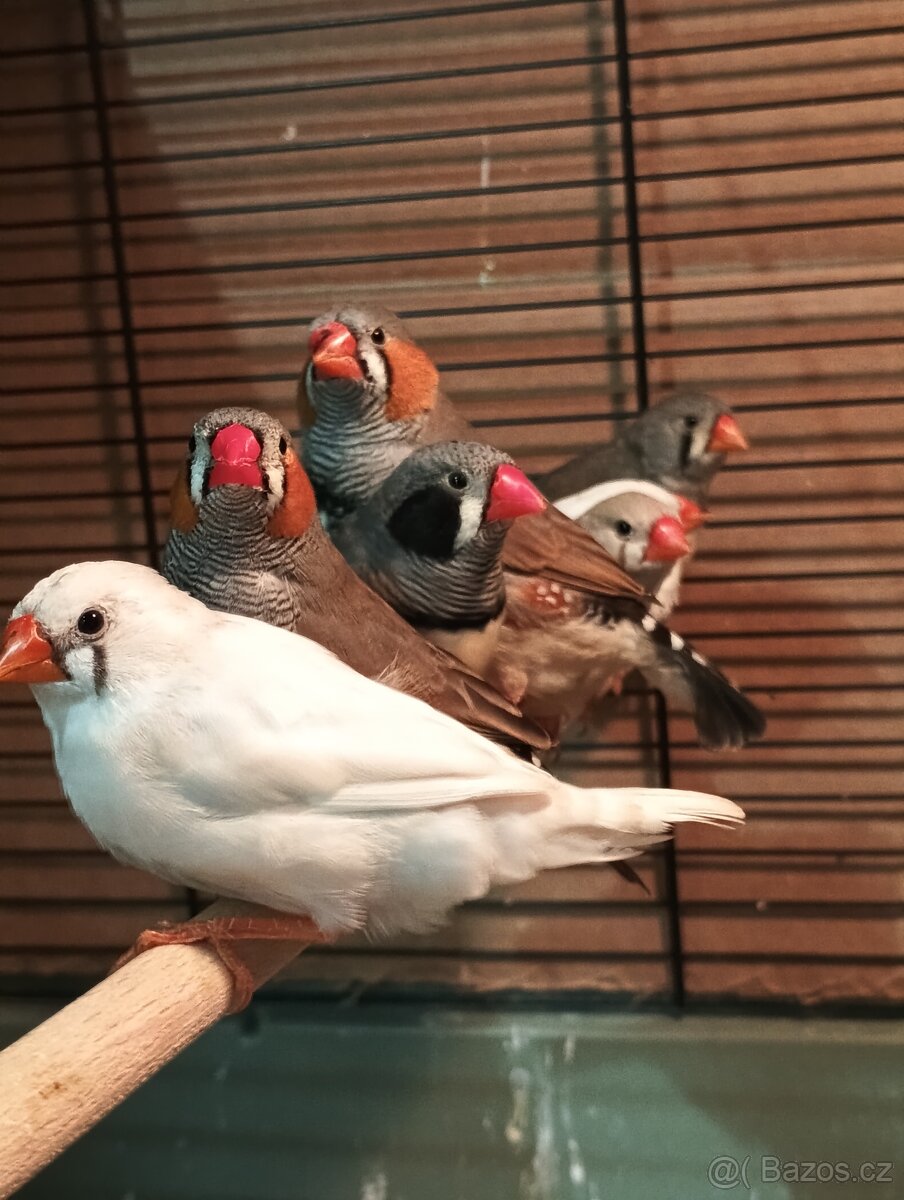 Zebřička pestrá - 3